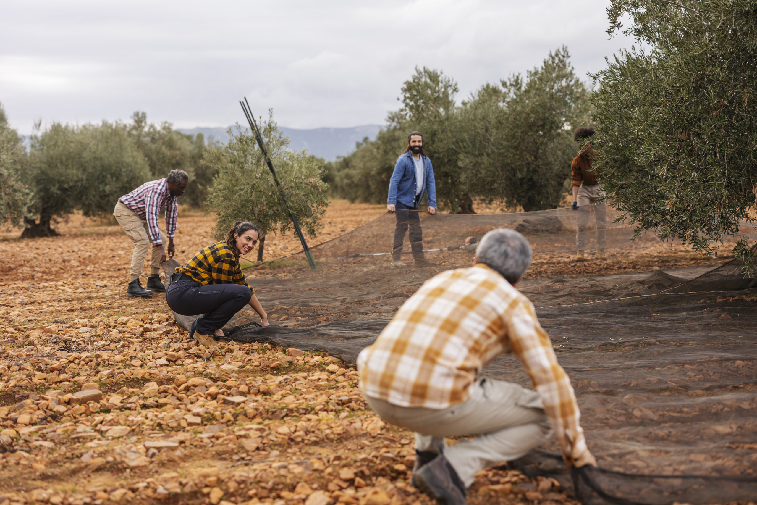 Farmers harvesting olives in olive grove using nets
